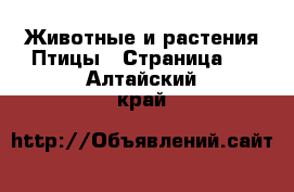 Животные и растения Птицы - Страница 2 . Алтайский край